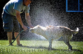 Cum să vă spălați câinele reguli importante de spălare de câine