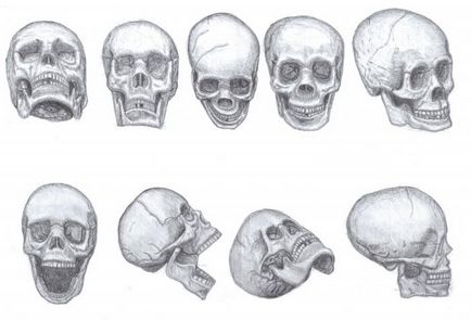Cum de a desena un craniu, proporționare
