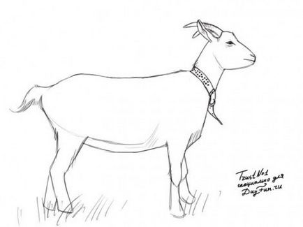 Cum de a desena o capră, capră, etapele de capră creion