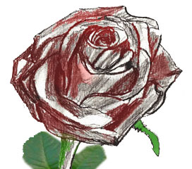 Cum de a desena un trandafir, creion de desen a crescut treptat