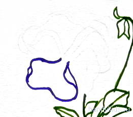 Cum de a desena o floare panseluțe