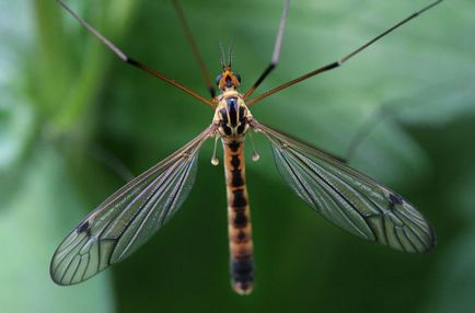 Cum sunt (mari) țânțari mari, indiferent dacă acestea sunt periculoase