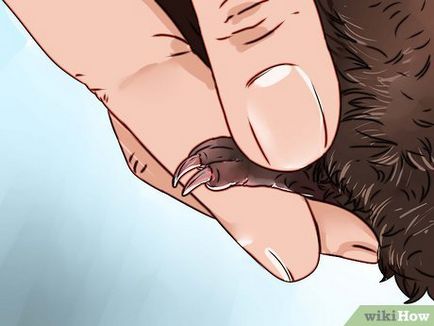 Cum să taie unghiile de porc de guineea