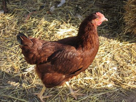 Cum pentru a determina vârsta găinilor ouătoare metode populare și științifice