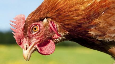 Cum pentru a determina vârsta găinilor ouătoare metode populare și științifice
