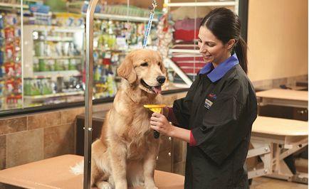 Cum de a deschide un magazin de animale de companie - ai nevoie de un plan de afaceri, cât costă, documentele