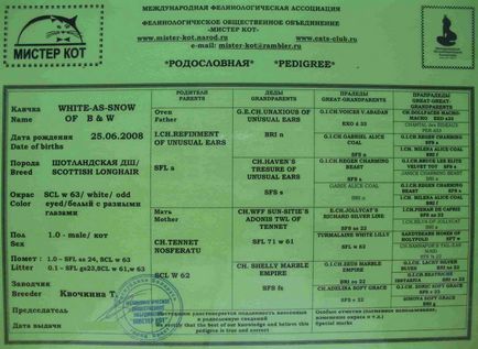 Ce ar trebui să fie un ghid de pedigree reală pentru proprietarii de pisici