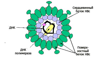 Care este cel mai periculos hepatită