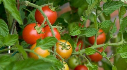 Ceea ce vitamina se gaseste in rosii, compoziția și proprietățile utile de tomate (tomate) Ceea ce vitamina se gaseste in rosii, compoziția și proprietățile utile de tomate