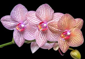 Cum de a uda orhidee în mod corect, totul despre udare flori