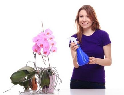 Cum de a uda orhidee în mod corect, totul despre udare flori