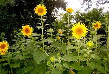Cum să planteze semințe de floarea-soarelui la dacha lui
