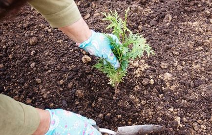 Cum să planteze tuia toamna, beneficii de plantare de toamnă, reguli