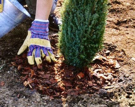 Cum să planteze tuia toamna, beneficii de plantare de toamnă, reguli