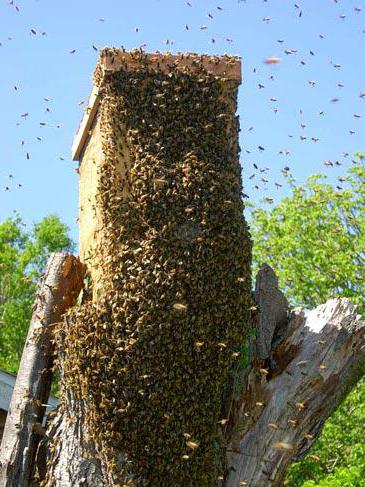 Cum de a prinde un roi de albine în stup gol