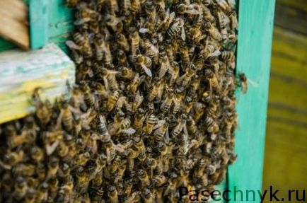 Cum de a prinde un roi de albine într-un stup de metode eficiente