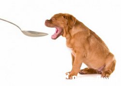 Cum de a da un câine o pastila pentru prevenirea viermilor