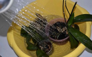 Cum se uda orhidee in casa, mai ales irigare și metode, care ar trebui să fie