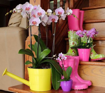 Cum se uda orhidee in casa, frecvența de udare în timpul înfloririi, video