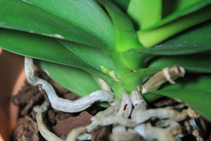 Cum să stea Phalaenopsis orhidee și Dendrobium acasă