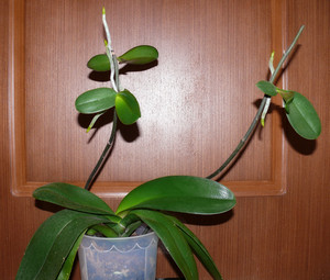 Cum să stea Phalaenopsis orhidee și Dendrobium acasă