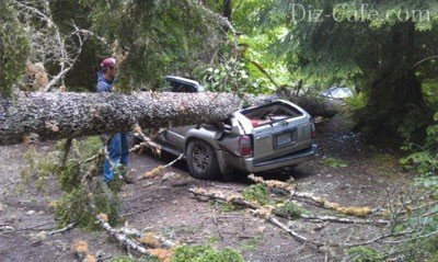 Cum să taie un copac Chainsaw - lucrari de tehnologie de analiză