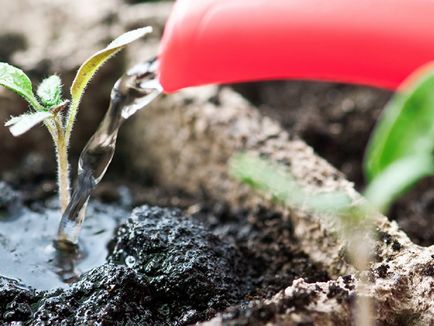 Cum să crească regulile petunii de semințe semănate atunci când răsadurile de scufundare după germinare,