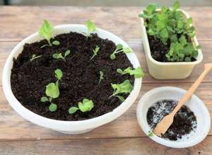 Cum să crească regulile petunii de semințe semănate atunci când răsadurile de scufundare după germinare,