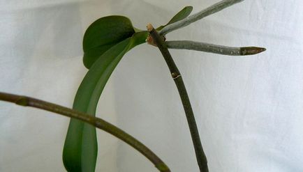 răsaduri de orhidee în casă metodele de bază de ședere