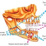 Cum să crească dinții în schema de copii, fotografii, ordinea creșterii