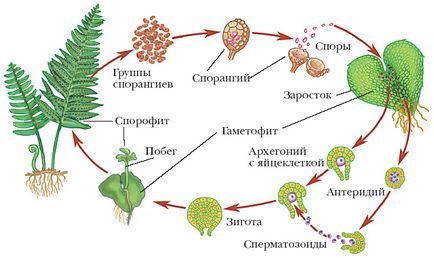 Cum ferigă reproduce la domiciliu 1