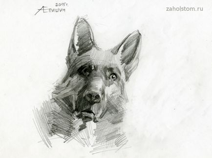 Cum de a desena o imagine câine creion ciobanesc german