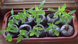 Cum să planteze semințele în normele de utilizare a tabletelor de turbă, semănat și cultivarea de răsaduri în tablete
