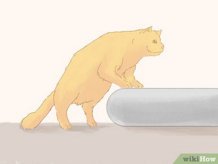 Cum să vă asigurați că pisica ta nu a urinat pe covor