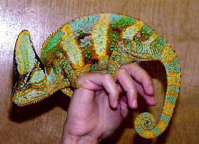 Cum să păstrați Chameleon la domiciliu