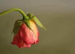 Cum de a păstra trandafiri ca mai păstrează trandafiri într-un vas de tipuri de plante de gradina