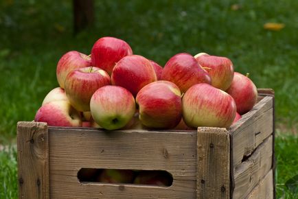 Cum de a păstra mere pentru iarnă mai multe recomandări