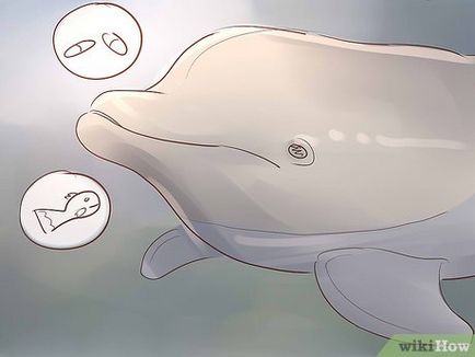Cum de a deveni un antrenor delfin