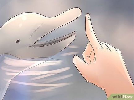Cum de a deveni un antrenor delfin