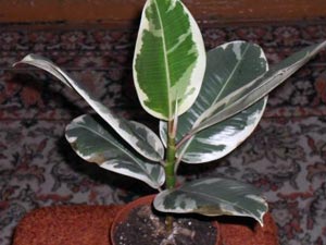 Cum să aibă grijă de Ficus adăpate REPLANT, fertiliza