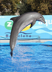 Arata ca delfinii, imagine delfin, delfini imagini, fotografii balenă, fotografie roz delfin,