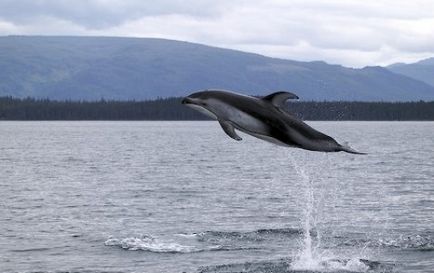 Arata ca delfinii, imagine delfin, delfini imagini, fotografii balenă, fotografie roz delfin,