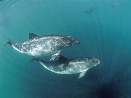 Arata ca delfinii, imagine delfin, delfini imagini, fotografii balenă, fotografie roz delfin,