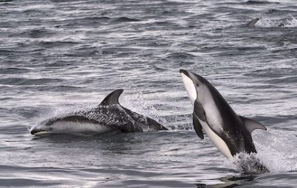 Arata ca delfinii, imagine delfin, delfini imagini, fotografii balenă, fotografie roz delfin,