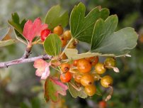 Cum de a vindeca coaja de pomi fructiferi, grădinar (conac)