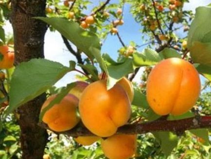 Cum de a vindeca deteriorarea coaja de pomi fructiferi, ideile mele pentru grădină și grădină