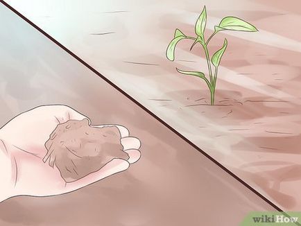 Cum să crească menta