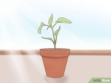 Cum să crească menta