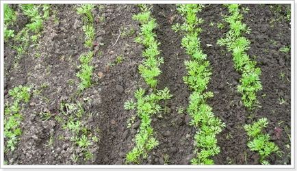 Cum să crească morcovi sfaturi de plantare și îngrijire