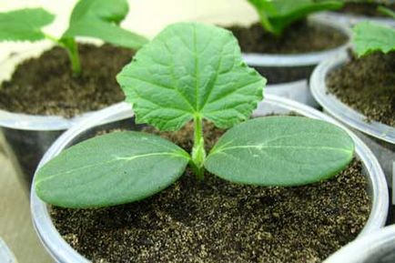 Cum să crească castraveți în alegerea soi cu efect de seră în timpul iernii, semănat semințe, transplantare, de îngrijire